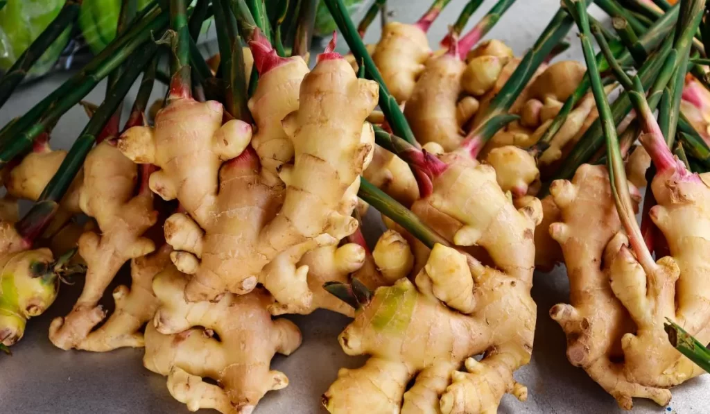 Ginger supplements can be beneficial in treating autoimmune diseases: Study ginger-supplements-can-be-beneficial-in-treating-autoimmune-diseases:-study