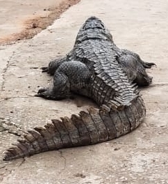14-ft alligator caught with human body in Florida 14-ft-alligator-caught-with-human-body-in-florida