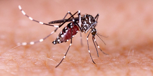 TN to hold 1,000 medical camps to screen dengue from Oct 1 tn-to-hold-1,000-medical-camps-to-screen-dengue-from-oct-1