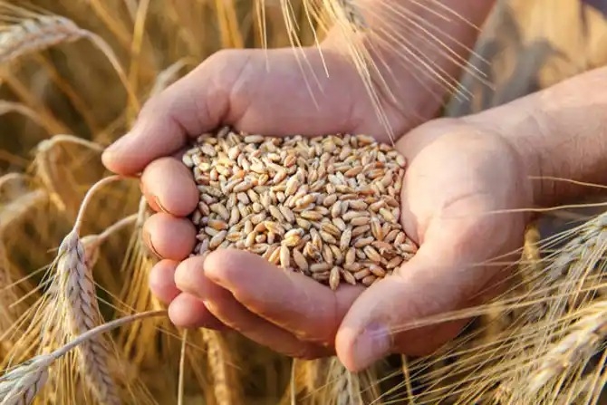 v4-countries-call-for-eu-to-tighten-controls-on-ukraine-grain-routes