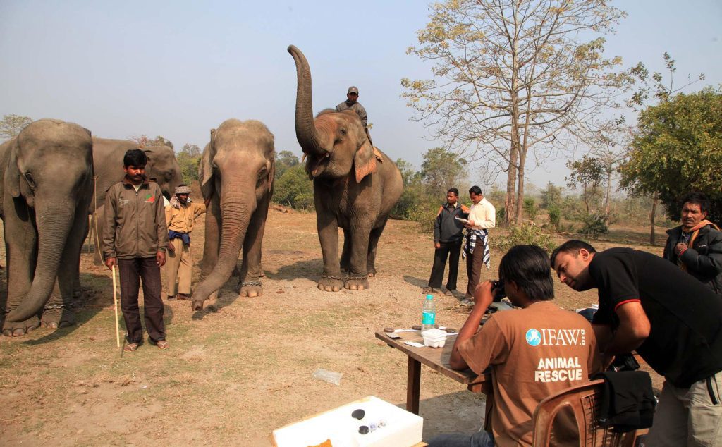 assam’s-manas-national-park-to-reopen-on-oct-1