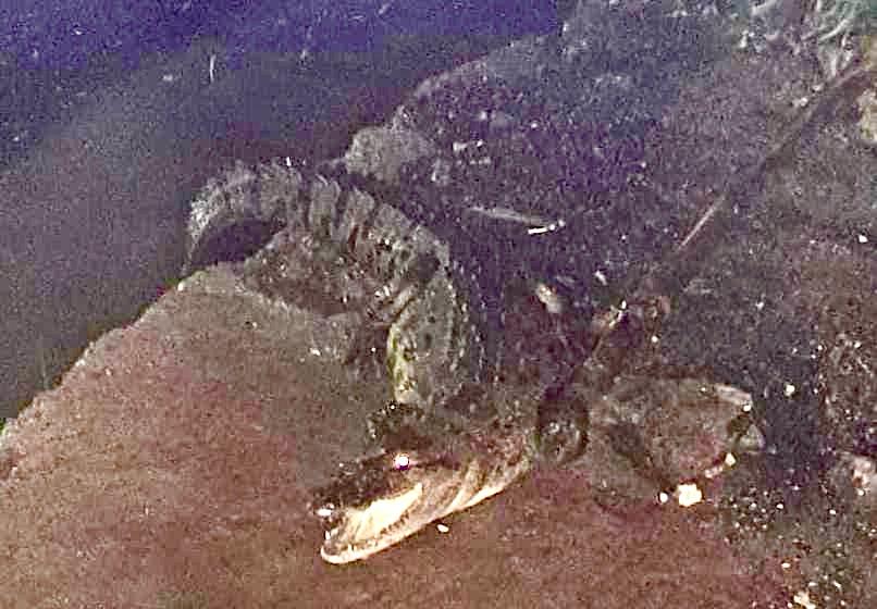 crocodile-surfaces-out-of-open-drain-in-hyderabad