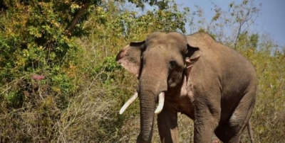 assam-forest-staff-killed-in-attack-by-wild-elephant,-three-injured