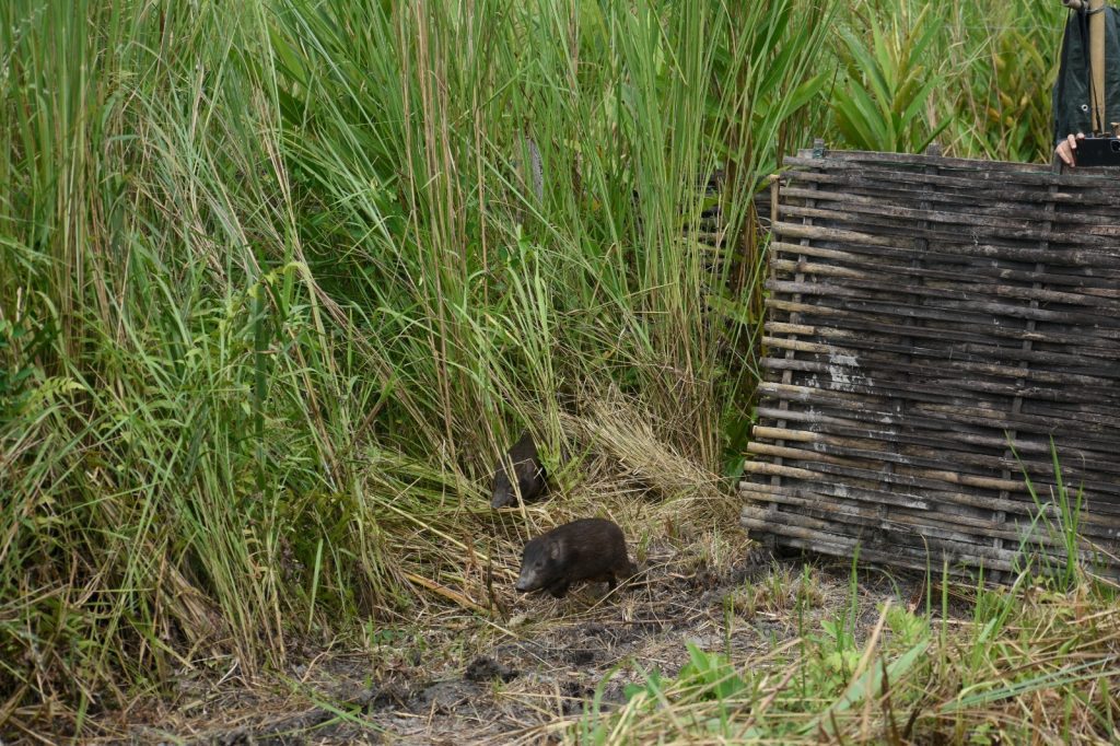 18 more endangered pygmy hogs return to their historical home in Assam’s Manas National Park 18-more-endangered-pygmy-hogs-return-to-their-historical-home-in-assam’s-manas-national-park