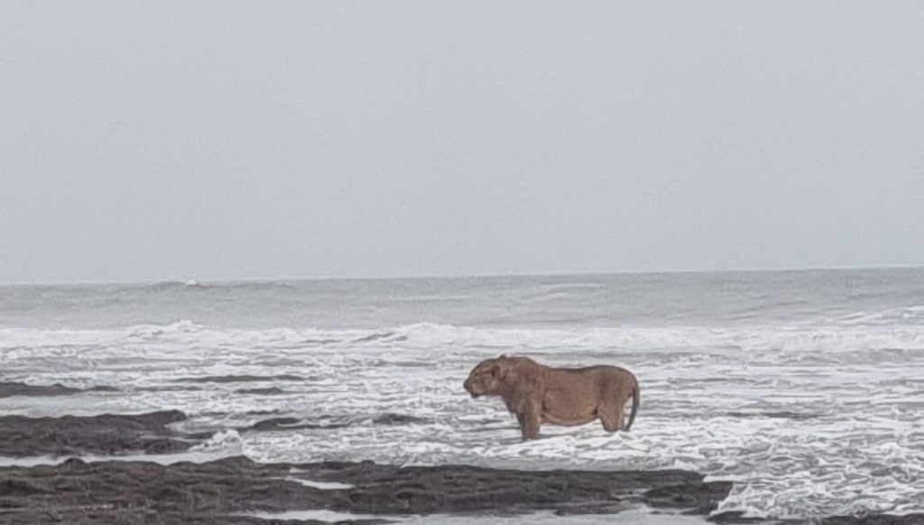 asiatic-lion’s-seaside-stroll-in-junagadh-captured-in-lens;-pic-goes-viral