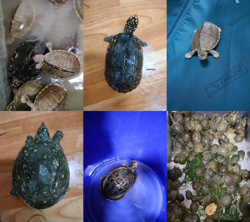 DRI rescues 955 baby Gangetic turtles; arrests 6 persons dri-rescues-955-baby-gangetic-turtles;-arrests-6-persons