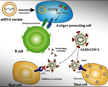 ‘Nobel winning mRNA tech publicly funded, not by pharma’ ‘nobel-winning-mrna-tech-publicly-funded,-not-by-pharma’