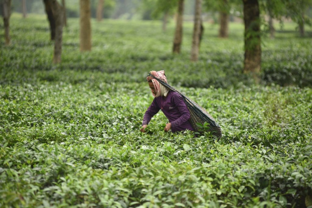 wages-of-tea-garden-workers-in-assam-hiked-by-rs-18/day