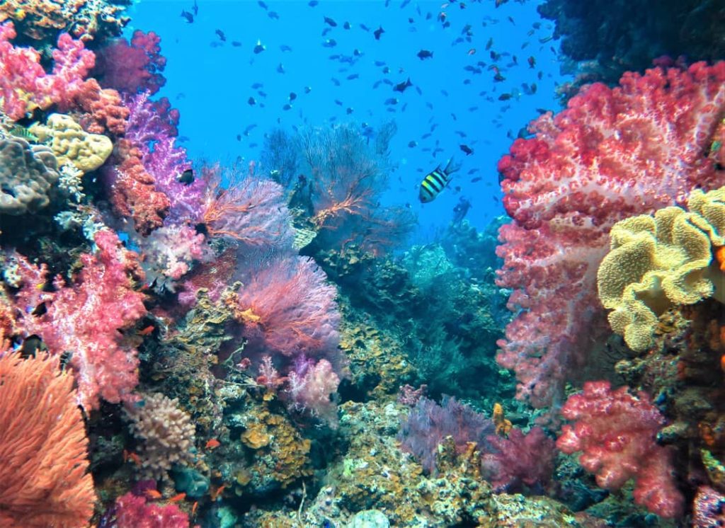 fiji-assesses-coral-reefs-for-sustainable-future