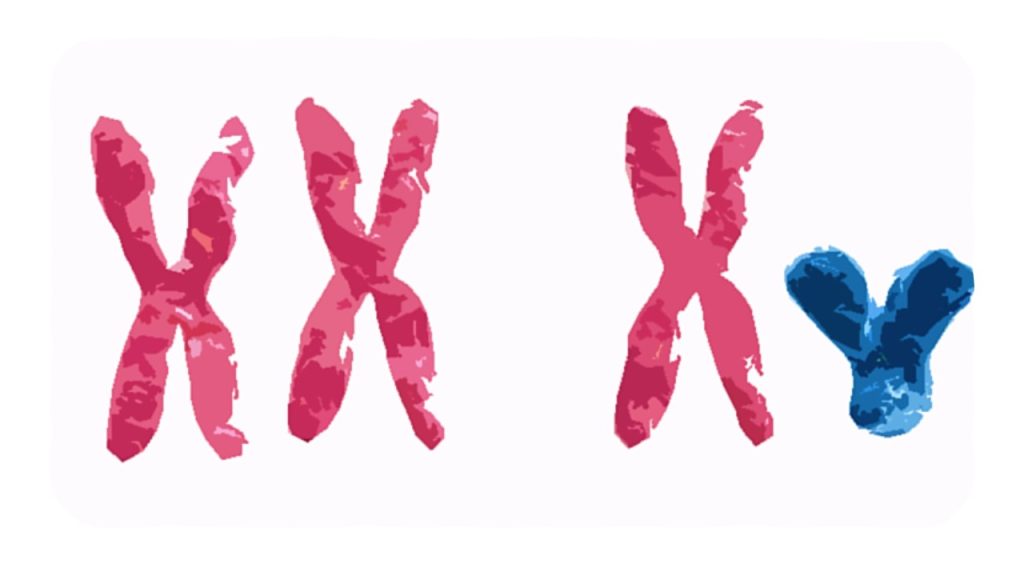 chromosomes-may-explain-why-men-experience-severe-covid