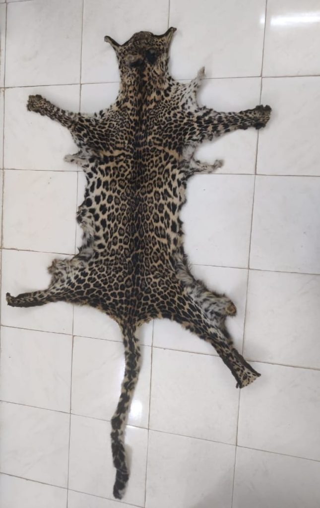 Two held while attempting to smuggle clouded leopard skin in Bengal two-held-while-attempting-to-smuggle-clouded-leopard-skin-in-bengal