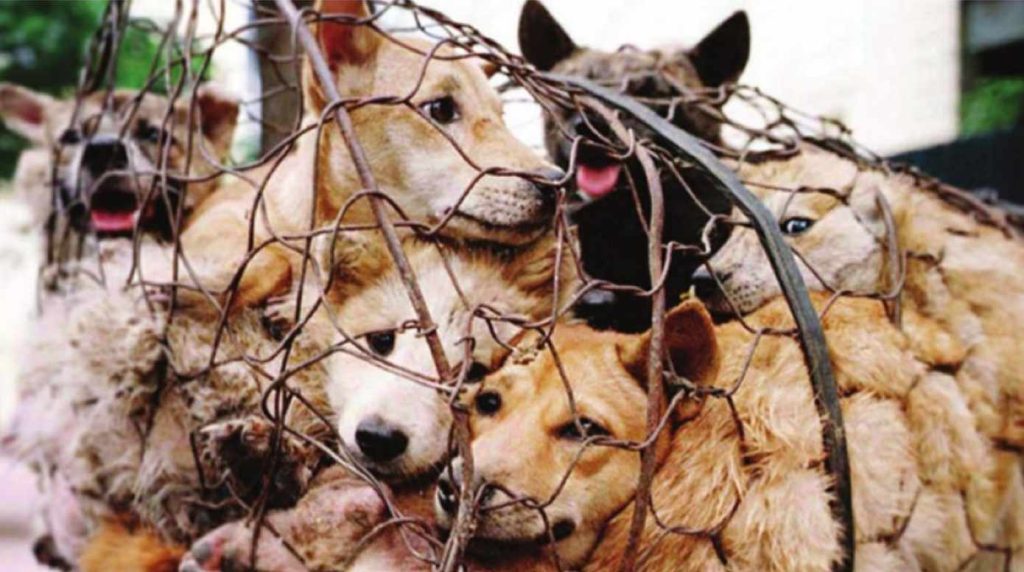 animal-cruelty-laws-in-india:-growing-call-for-urgent-reforms