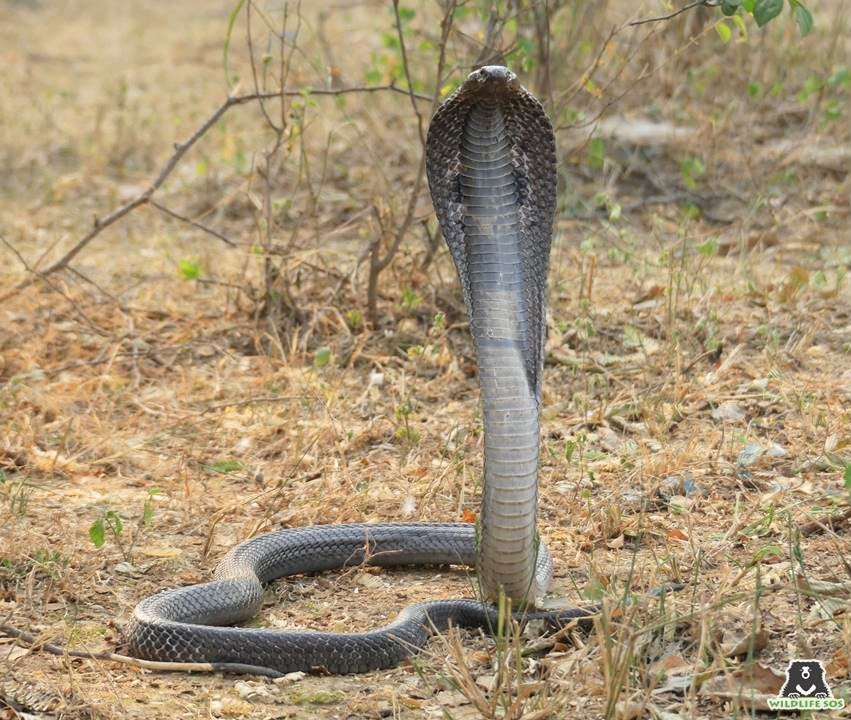 cobra-injured-in-up,-taken-to-delhi-in-ambulance-for-treatment