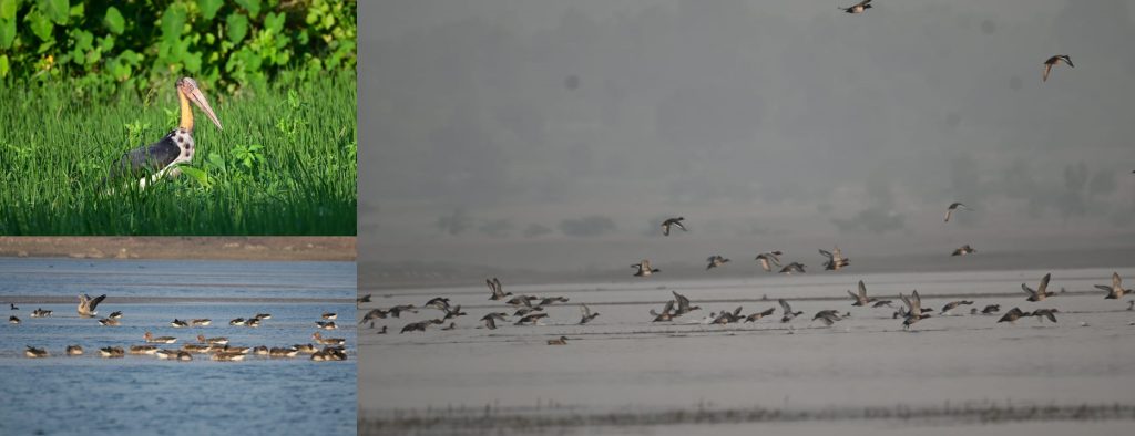 after-70,000-migrant-pelicans-recorded-last-winter,-bihar-expects-more