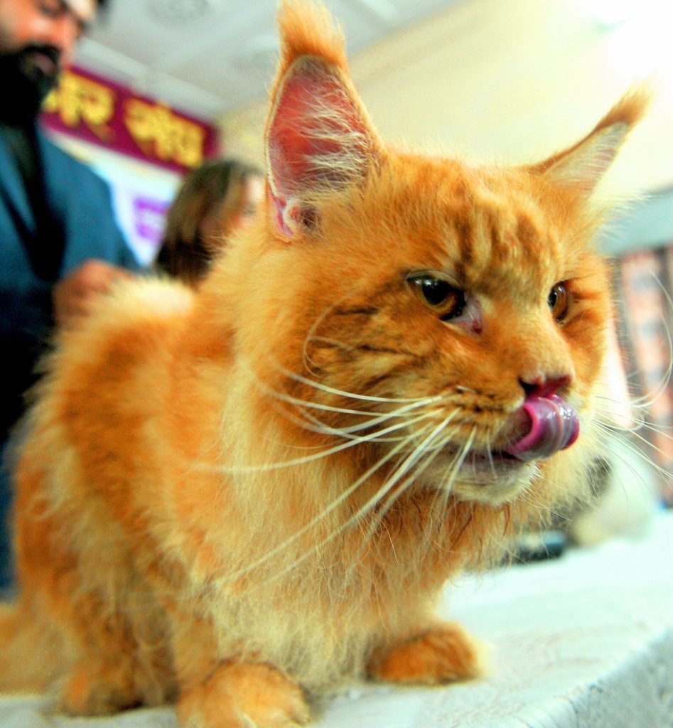 man-dies-while-trying-to-save-a-cat-in-odisha