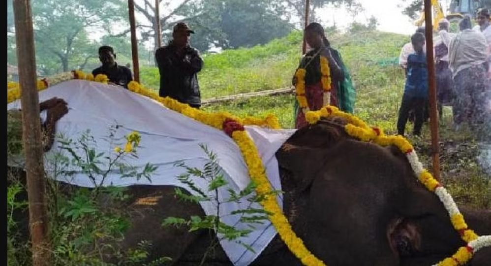 Retired TN ‘Kumki’ elephant ‘Moorthy’ dies in rehabilitation camp retired-tn-‘kumki’-elephant-‘moorthy’-dies-in-rehabilitation-camp