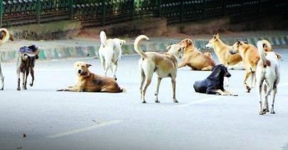 after-simian,-taj-city-hit-by-canine-nuisance