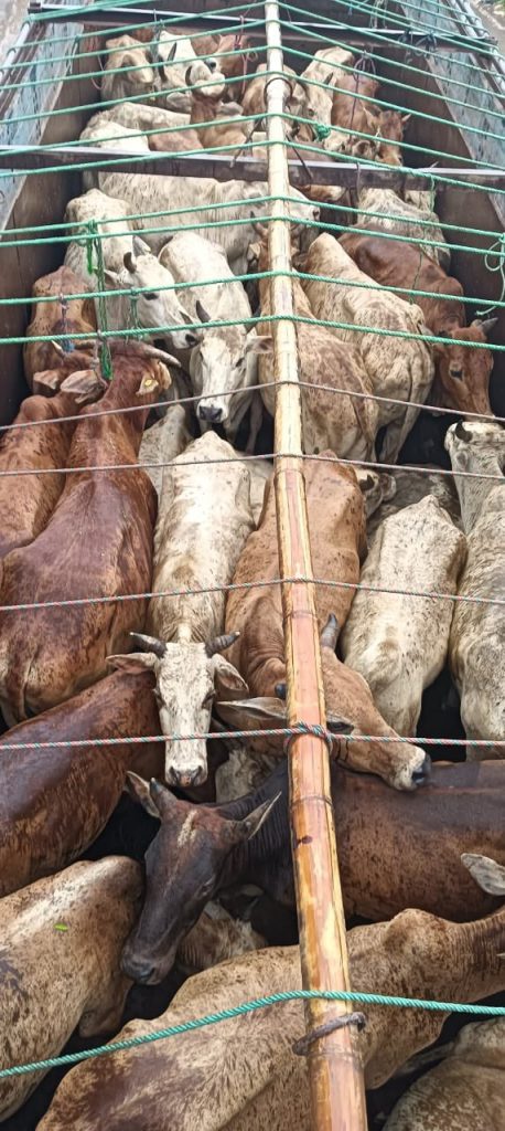 Assam: Cattle smuggling attempt foiled, 1 held assam:-cattle-smuggling-attempt-foiled,-1-held