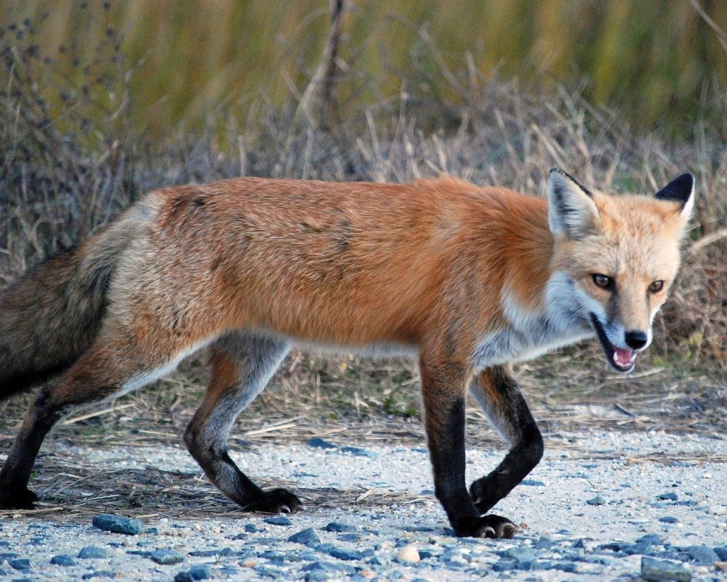 Rare Indian Fox rescued near Nalsarovar, Ahmedabad, receives treatment for severe dehydration rare-indian-fox-rescued-near-nalsarovar,-ahmedabad,-receives-treatment-for-severe-dehydration