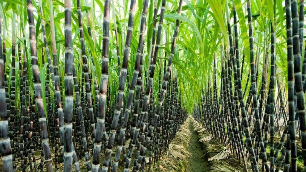 clear-dues-of-sugarcane-growers,-punjab-minister-directs-mill