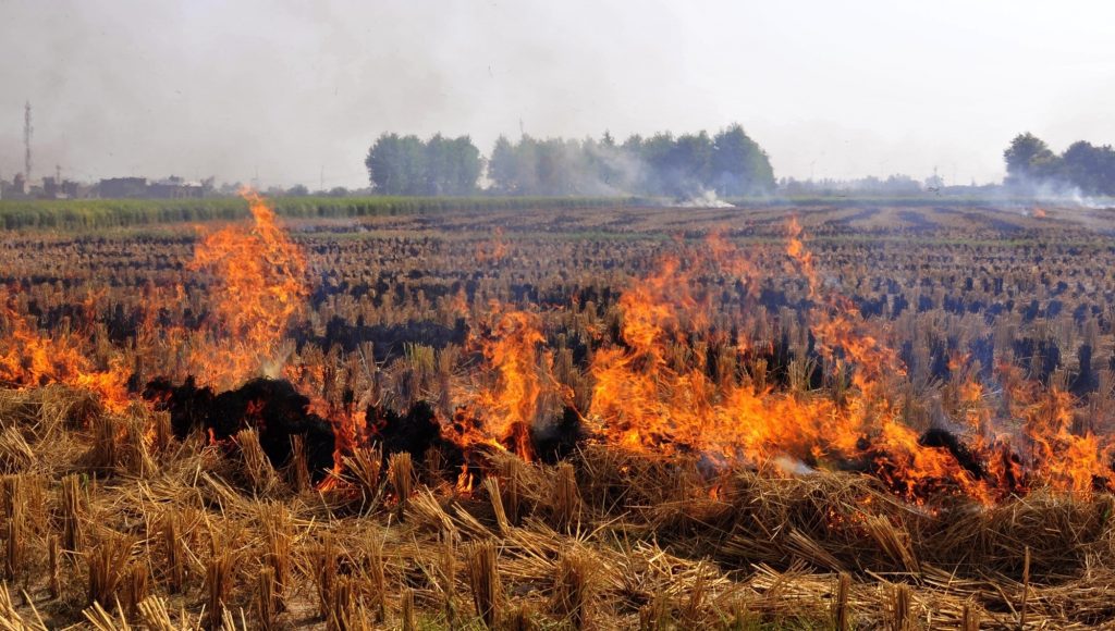 Punjab sees surge in stubble-burning cases; Haryana witnesses decline punjab-sees-surge-in-stubble-burning-cases;-haryana-witnesses-decline