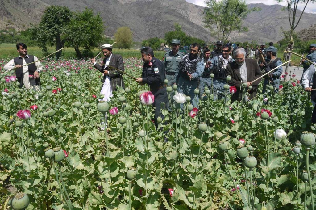 Afghanistan’s opium poppy cultivation down 95% following drug ban afghanistan’s-opium-poppy-cultivation-down-95%-following-drug-ban