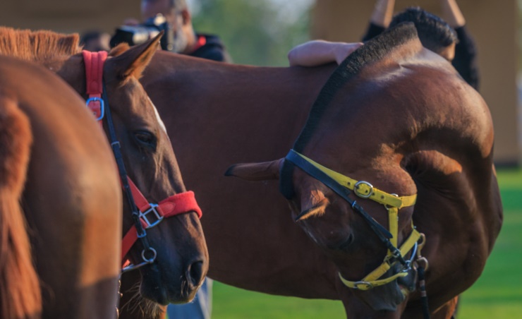 Stage set for HH Shaikh Khalid bin Hamad Al Khalifa Endurance Championship