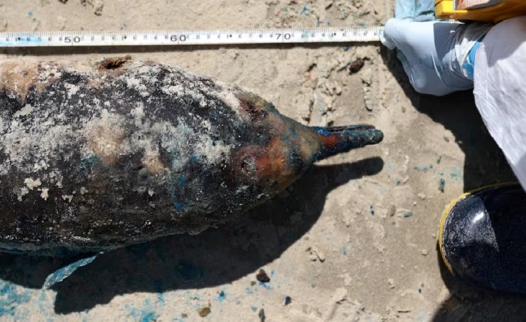 Bird flu strain raises alarm as H5N1 virus kills South American wildlife