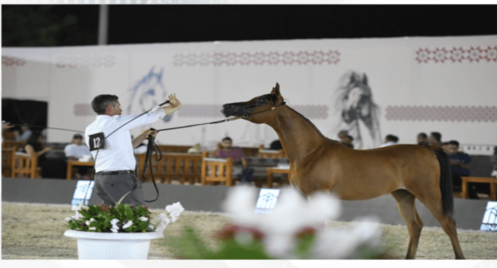 Seventh AHO Local Production Championship opens in Bahrain
