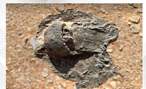 Royal Commission for AlUla announces scientific discovery of rare fossils dating back 465 million years