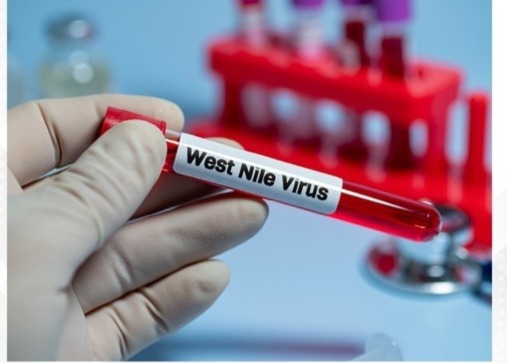 Greece records 19 West Nile virus deaths, 232 cases