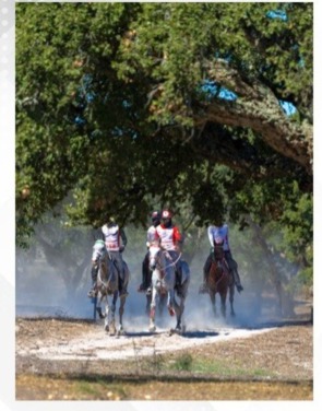 Royal Endurance Team concludes participation in FEI Endurance World Championship for Young Horses
